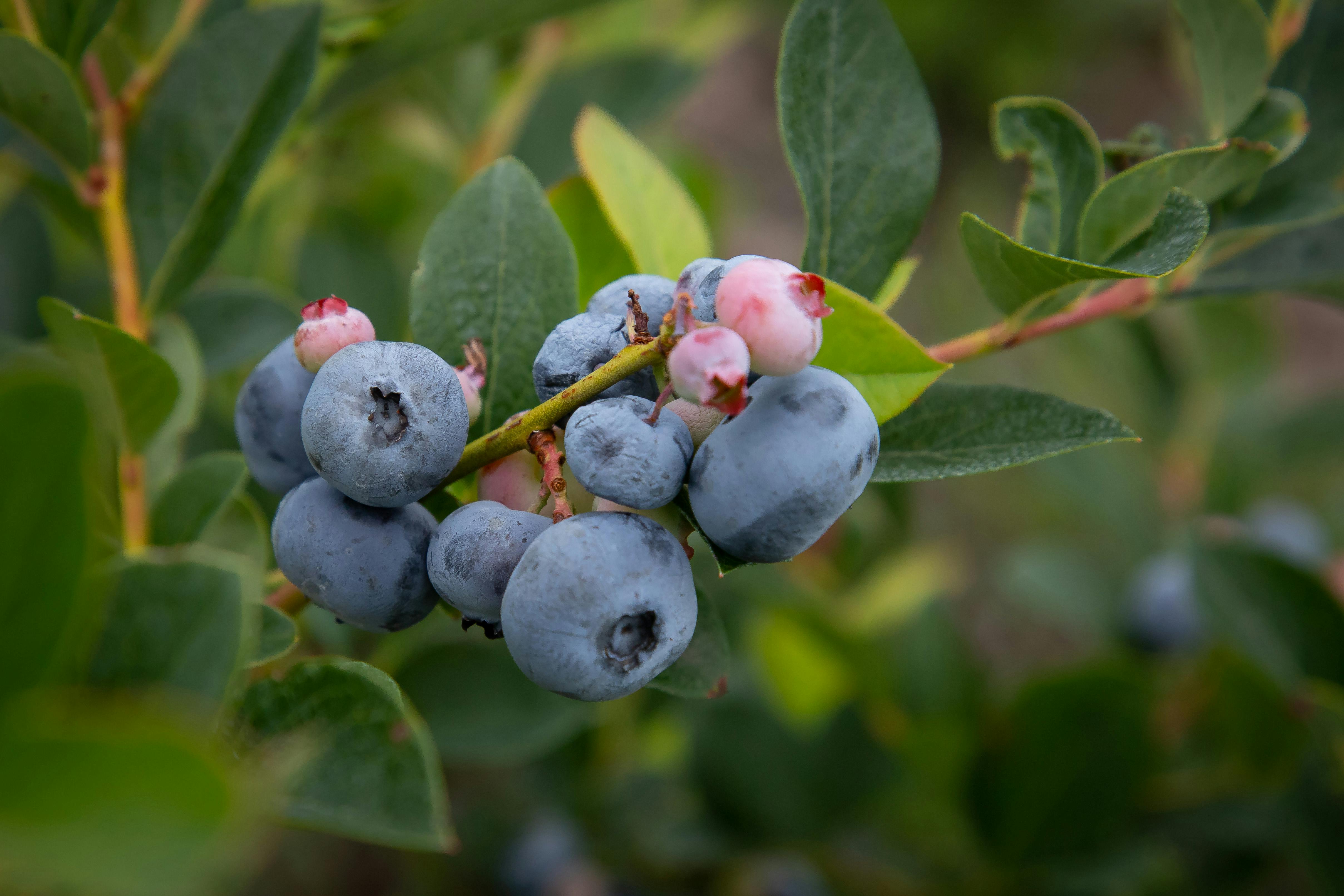 National Blueberry Fair