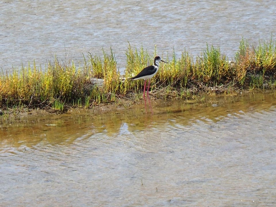 Puzzle à jarret long